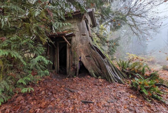 The stump house at Guillemot Cove