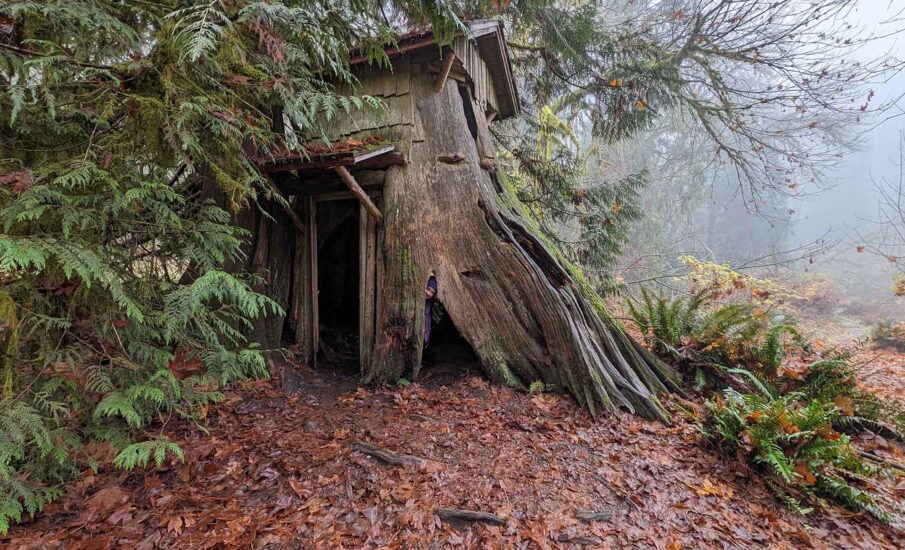 The stump house at Guillemot Cove