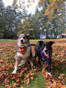 Two dogs wearing bandanas sit in the grass surrounded by fallen autumn leaves in a park on the Kitsap Peninsula.