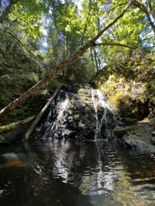 A cascading waterfall flowing into a small pool, surrounded by lush greenery at Dickerson Falls on the Kitsap Peninsula.