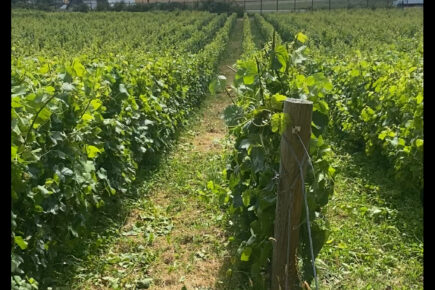 A view of Telve di Sopra Vineyard, featuring rows of lush grapevines stretching towards a distant barn and surrounding forest. The scene is bathed in natural light, with a mix of blue sky and fluffy clouds, creating a peaceful, rural vineyard atmosphere.