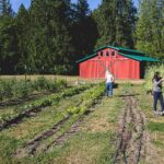 Two people work in a garden at Farm Kitchen, surrounded by rows of plants and vegetables. A vibrant red barn with a green roof stands in the background, set against a backdrop of tall trees under a clear blue sky.