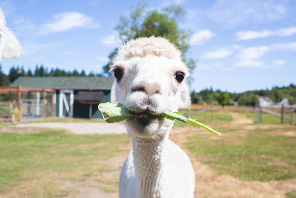A close-up of a white alpaca eating a leafy green plant, with its curious face filling the frame. The background shows a fenced field and a barn, with trees and a blue sky in the distance.