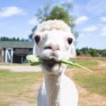 A close-up of a white alpaca eating a leafy green plant, with its curious face filling the frame. The background shows a fenced field and a barn, with trees and a blue sky in the distance.