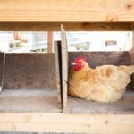 A golden-brown chicken sits in a wooden nesting box with a single egg beside it. The cozy enclosure has a rustic appearance, with wire mesh allowing light to filter through.