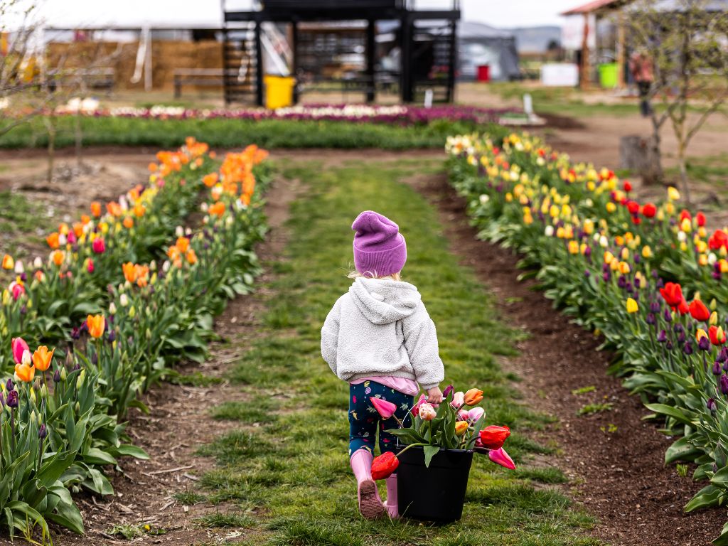 U-Pick Tulip Experience at the Skagit Valley Tulip Festival