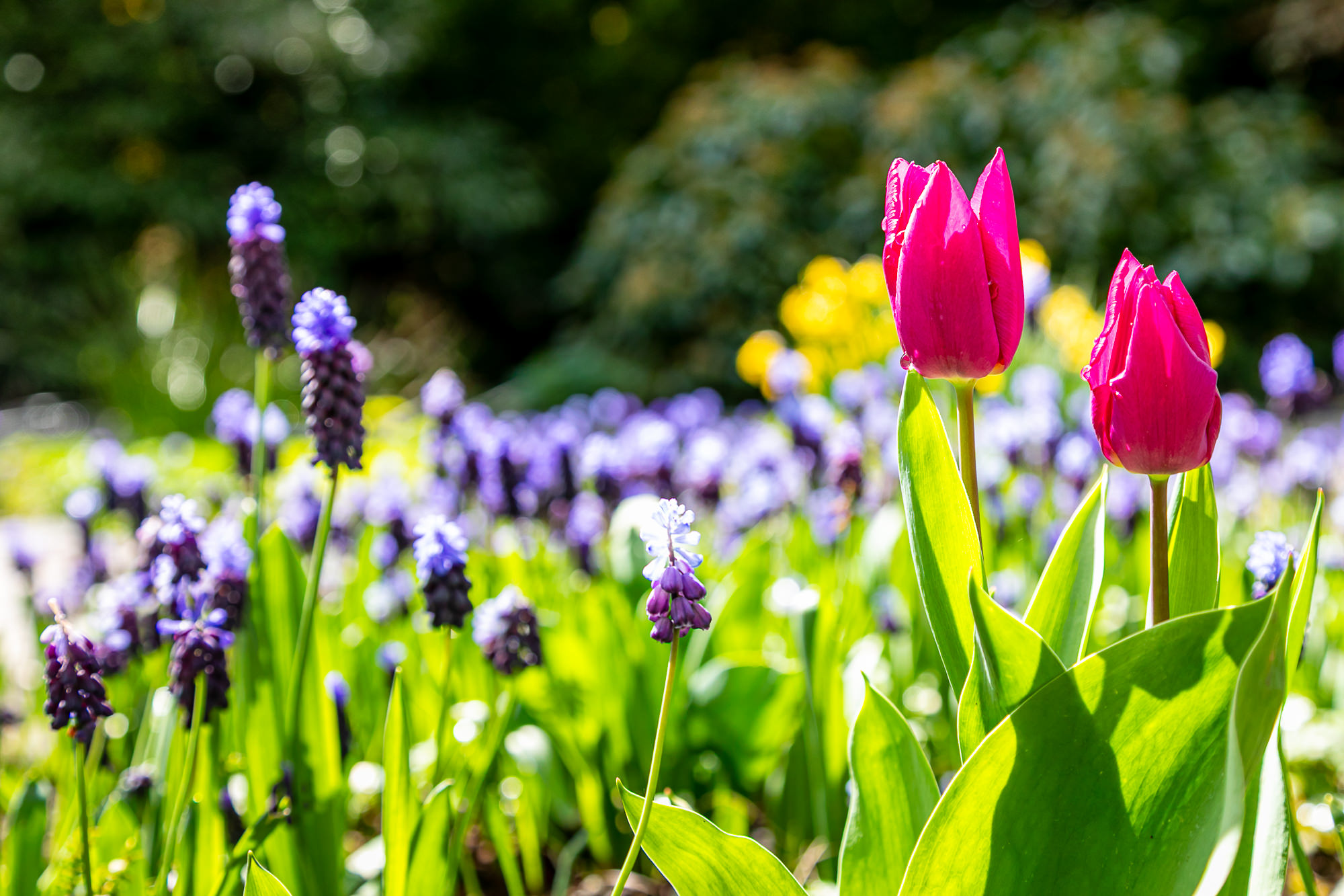 Spring Flowers