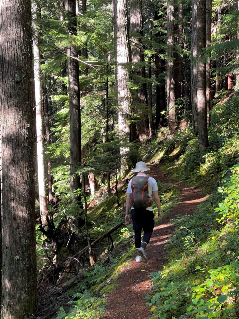 A person wearing a sun hat and backpack walks along a forest trail surrounded by tall cedar and fir trees with dappled sunlight on the path.