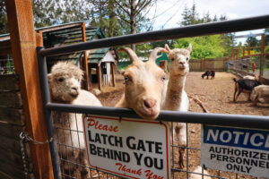 Close-up of a goat and two alpacas peeking over a fence at a cozy farm setting with a sign reminding visitors to latch the gate.