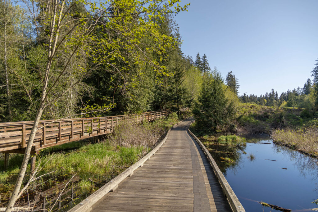 A scenic boardwalk trail winding through a lush green wetland forest with a reflective pond on one side and tall evergreens in the background.