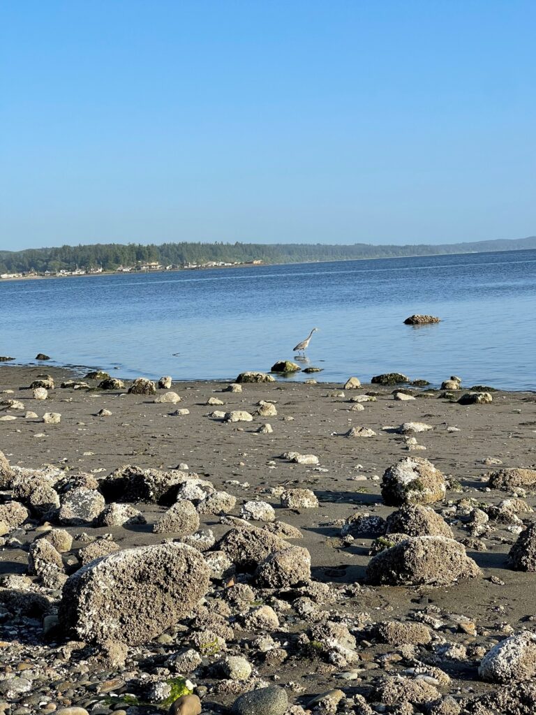 A tranquil shoreline at Foulweather Bluff Preserve with barnacle-covered rocks scattered across the sand and a great blue heron wading in shallow coastal waters.