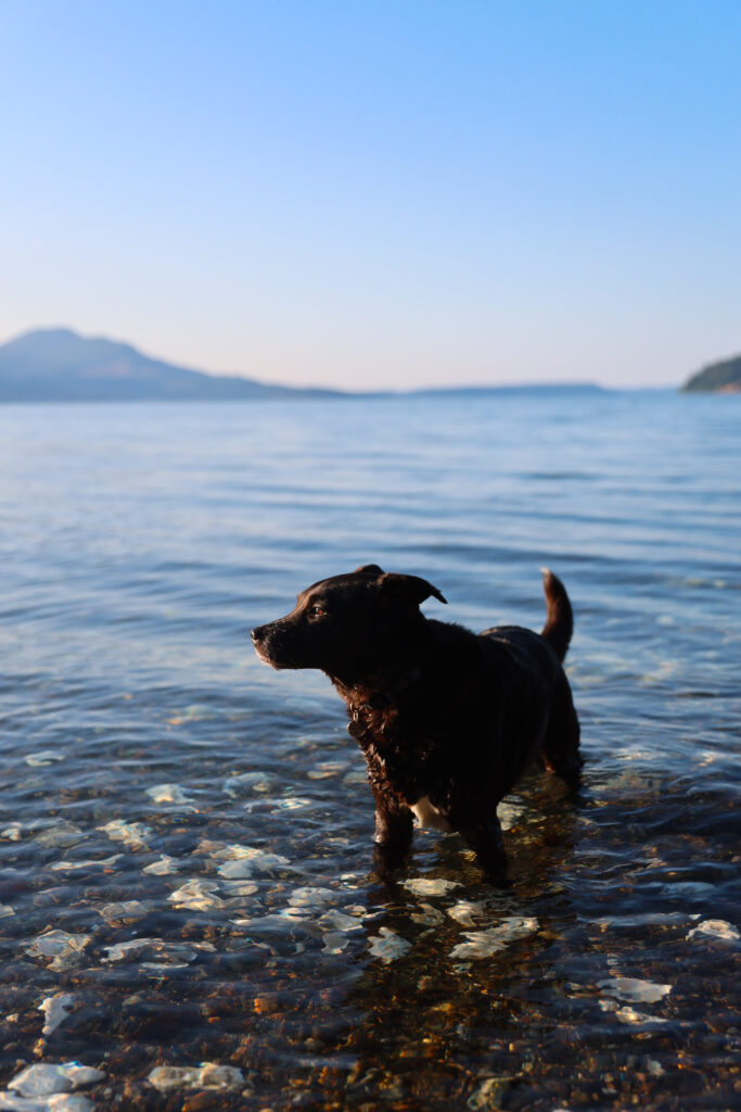 Dog standing in clear Puget Sound water with Olympic Mountains in the background on a sunny summer day near Seattle.