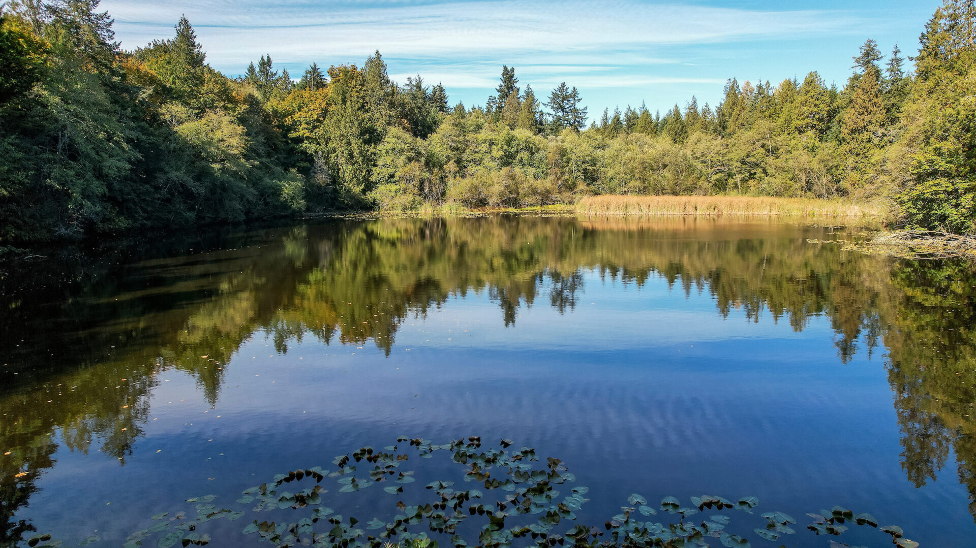 Summer Skills of a Naturalist: Wetland Ecology