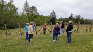 A small group of people stand in a circle listening to a guide at Bainbridge Vineyards on Bainbridge Island in April 2025. They are surrounded by rows of grapevines in early spring, with lush trees in the background and overcast skies overhead.