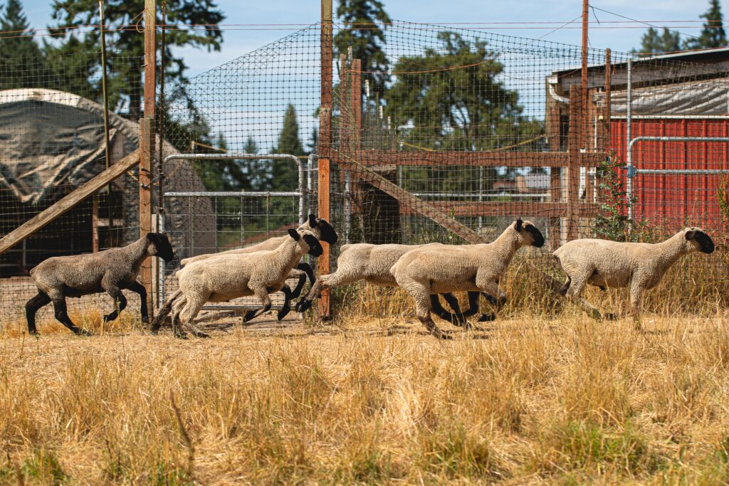 A small herd of black-faced sheep runs through a golden pasture at Winney Farm, with farm buildings and fencing visible in the background on a sunny day.