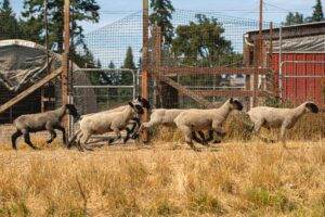 A group of sheep with dark faces and legs run through a dry grassy paddock at Winney Farm. Behind them, wire fencing, a red barn, and farm structures are visible under a bright blue summer sky, capturing a lively moment on this working farm.