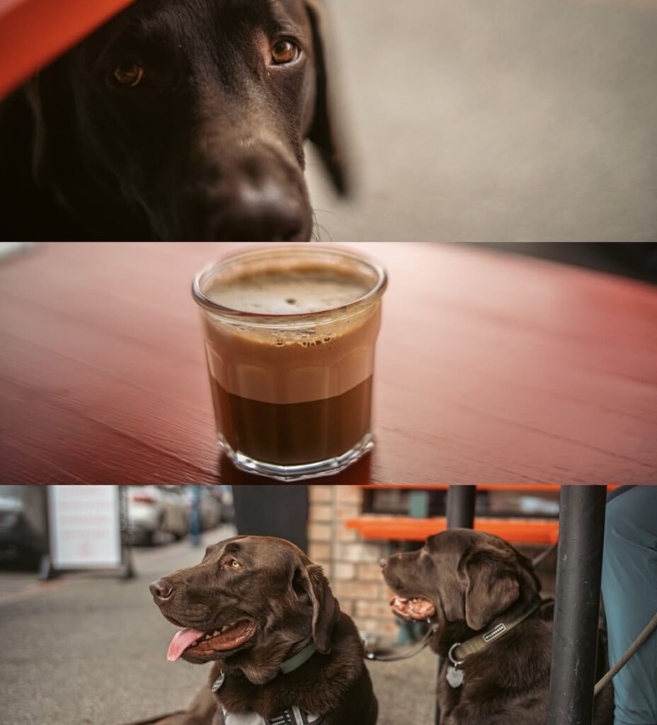 Image shows two chocolate Labrador dogs resting outside a café on a sidewalk in Poulsbo, Washington. A small glass of espresso sits on a nearby wooden table. The dogs appear calm and content, one with its tongue out and the other looking toward the street. The warm tones and soft light create a cozy, inviting scene that reflects the relaxed atmosphere of Kitsap’s Secret Season.