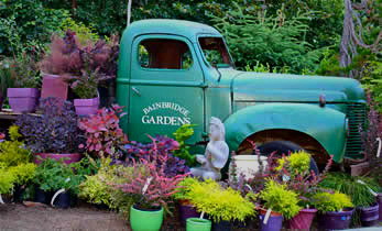 Vintage green Bainbridge Gardens truck surrounded by colorful potted flowers and plants in a lush garden setting on Bainbridge Island, Washington.