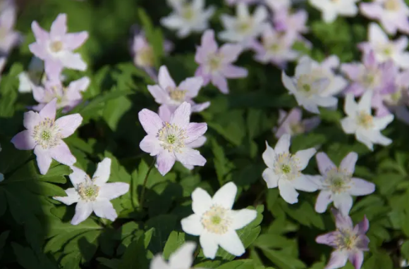 Spring Sale at Heronswood Garden, Day 2