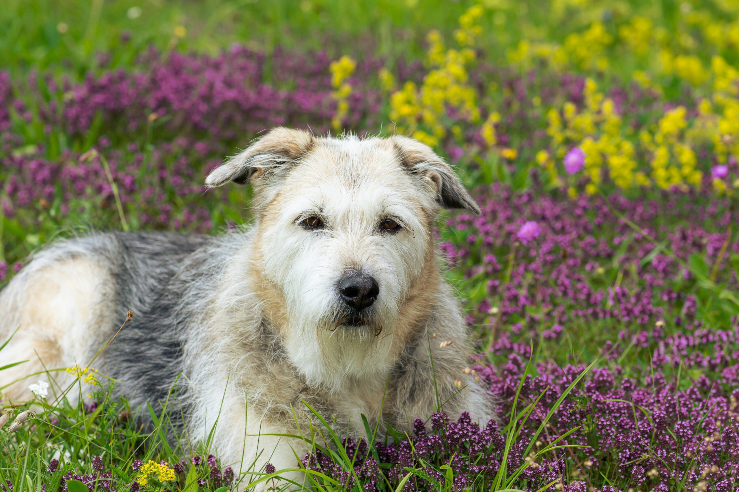 Heronswoof: Dog Day at Heronswood Garden